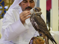 A Qatari exhibitor shows a falcon during the 8th edition of the Katara International Hunting and Falcons Exhibition 2024 (S'hail) at Katara...