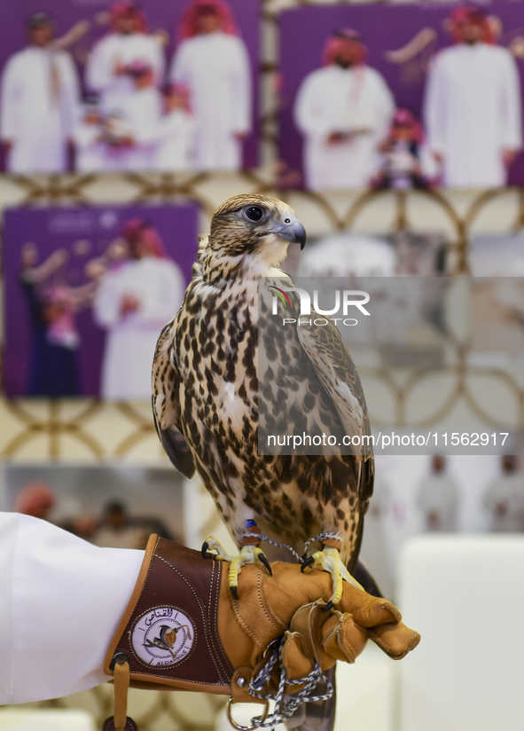 A Qatari exhibitor shows a falcon during the 8th edition of the Katara International Hunting and Falcons Exhibition 2024 (S'hail) at Katara...