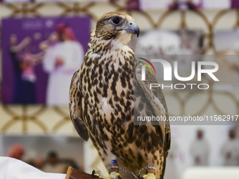 A Qatari exhibitor shows a falcon during the 8th edition of the Katara International Hunting and Falcons Exhibition 2024 (S'hail) at Katara...