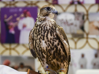 A Qatari exhibitor shows a falcon during the 8th edition of the Katara International Hunting and Falcons Exhibition 2024 (S'hail) at Katara...