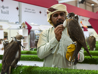 A Qatari exhibitor shows a falcon during the 8th edition of the Katara International Hunting and Falcons Exhibition 2024 (S'hail) at Katara...