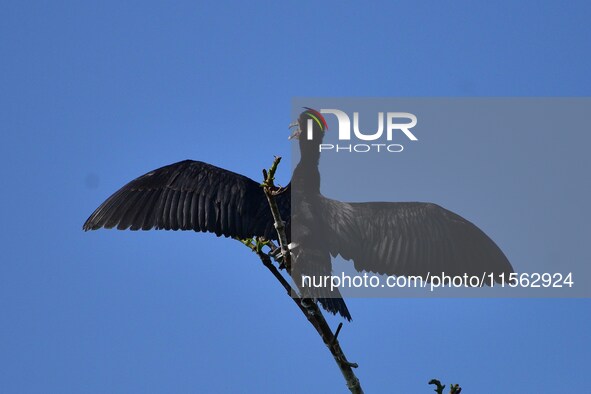 A cormorant perches on a tree branch in Nagaon District, Assam, India, on September 10, 2024. 