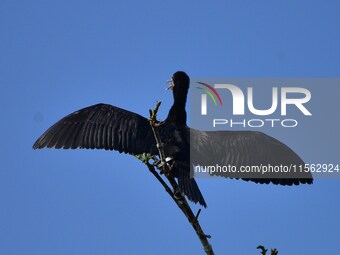 A cormorant perches on a tree branch in Nagaon District, Assam, India, on September 10, 2024. (