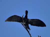 A cormorant perches on a tree branch in Nagaon District, Assam, India, on September 10, 2024. (