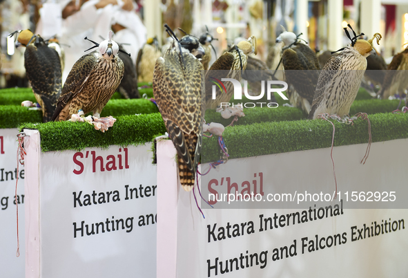 Falcons are on display during the 8th edition of the Katara International Hunting and Falcons Exhibition 2024 (S'hail) at Katara Cultural Vi...