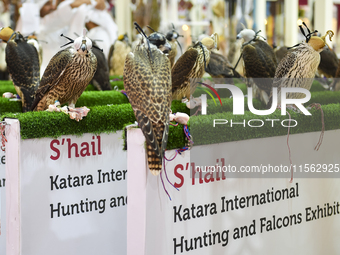 Falcons are on display during the 8th edition of the Katara International Hunting and Falcons Exhibition 2024 (S'hail) at Katara Cultural Vi...