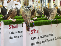 Falcons are on display during the 8th edition of the Katara International Hunting and Falcons Exhibition 2024 (S'hail) at Katara Cultural Vi...