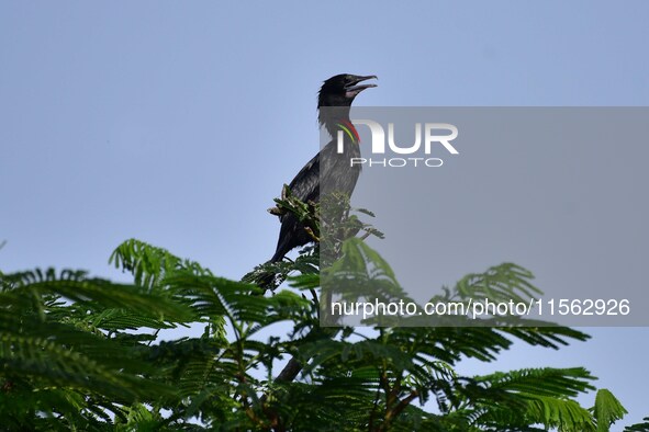 A cormorant perches on a tree branch in Nagaon District, Assam, India, on September 10, 2024. 