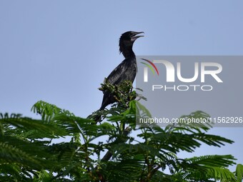 A cormorant perches on a tree branch in Nagaon District, Assam, India, on September 10, 2024. (