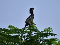 A cormorant perches on a tree branch in Nagaon District, Assam, India, on September 10, 2024. (