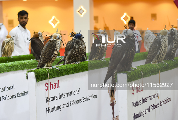 Falcons are on display during the 8th edition of the Katara International Hunting and Falcons Exhibition 2024 (S'hail) at Katara Cultural Vi...