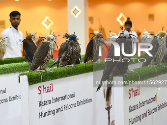 Falcons are on display during the 8th edition of the Katara International Hunting and Falcons Exhibition 2024 (S'hail) at Katara Cultural Vi...