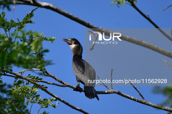 A cormorant perches on a tree branch in Nagaon District, Assam, India, on September 10, 2024. 