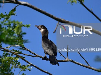 A cormorant perches on a tree branch in Nagaon District, Assam, India, on September 10, 2024. (