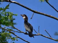 A cormorant perches on a tree branch in Nagaon District, Assam, India, on September 10, 2024. (