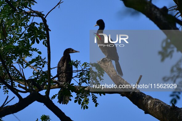 A pair of cormorants perches on a tree branch in Nagaon District, Assam, India, on September 10, 2024. 