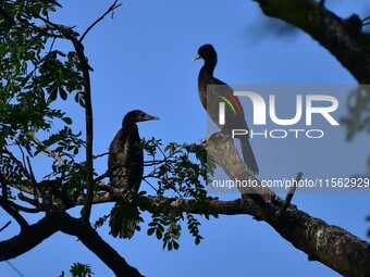 A pair of cormorants perches on a tree branch in Nagaon District, Assam, India, on September 10, 2024. (