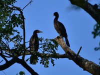 A pair of cormorants perches on a tree branch in Nagaon District, Assam, India, on September 10, 2024. (