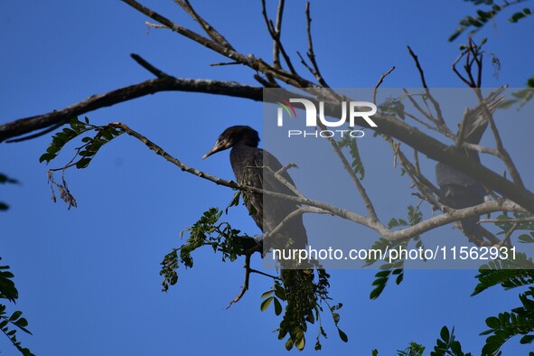 A cormorant perches on a tree branch in Nagaon District, Assam, India, on September 10, 2024. 