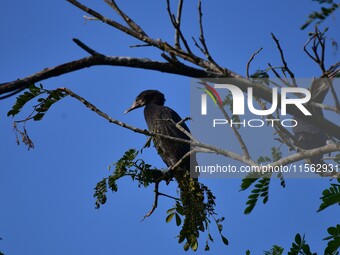 A cormorant perches on a tree branch in Nagaon District, Assam, India, on September 10, 2024. (