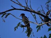 A cormorant perches on a tree branch in Nagaon District, Assam, India, on September 10, 2024. (