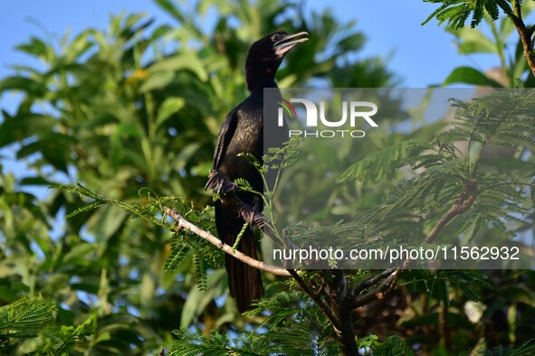 A cormorant perches on a tree branch in Nagaon District, Assam, India, on September 10, 2024. 