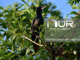 A cormorant perches on a tree branch in Nagaon District, Assam, India, on September 10, 2024. (