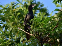 A cormorant perches on a tree branch in Nagaon District, Assam, India, on September 10, 2024. (