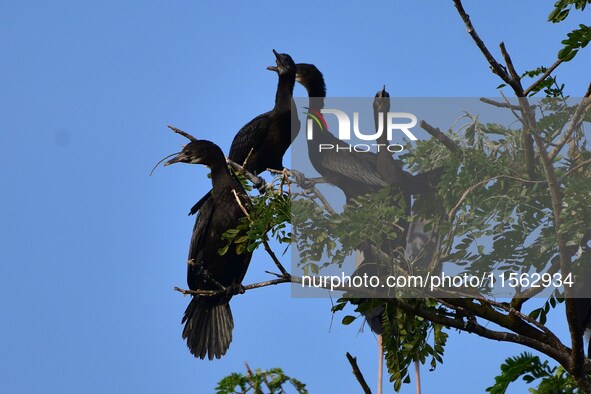 A group of cormorants perches on a tree branch in Nagaon District, Assam, India, on September 10, 2024. 