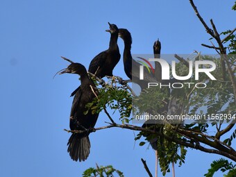 A group of cormorants perches on a tree branch in Nagaon District, Assam, India, on September 10, 2024. (