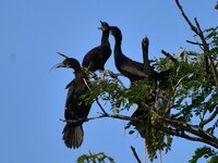 A group of cormorants perches on a tree branch in Nagaon District, Assam, India, on September 10, 2024. (