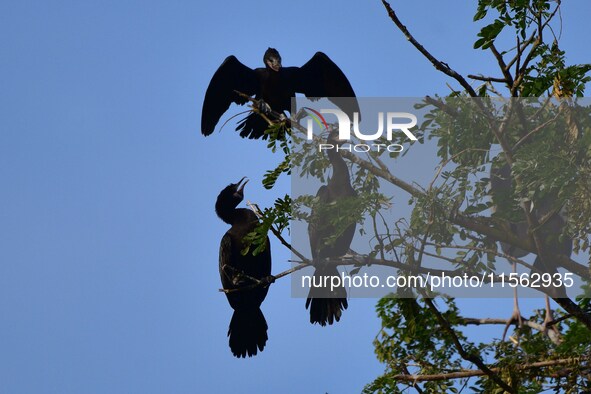 A group of cormorants perches on a tree branch in Nagaon District, Assam, India, on September 10, 2024. 