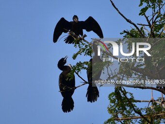 A group of cormorants perches on a tree branch in Nagaon District, Assam, India, on September 10, 2024. (