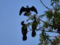 A group of cormorants perches on a tree branch in Nagaon District, Assam, India, on September 10, 2024. (