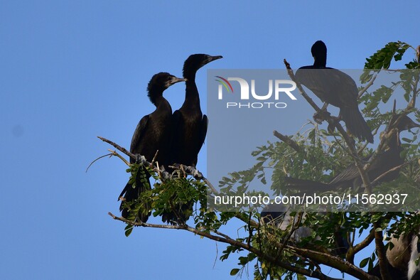 A group of cormorants perches on a tree branch in Nagaon District, Assam, India, on September 10, 2024. 