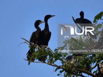 A group of cormorants perches on a tree branch in Nagaon District, Assam, India, on September 10, 2024. (