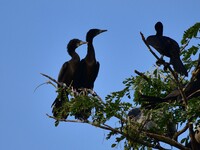 A group of cormorants perches on a tree branch in Nagaon District, Assam, India, on September 10, 2024. (