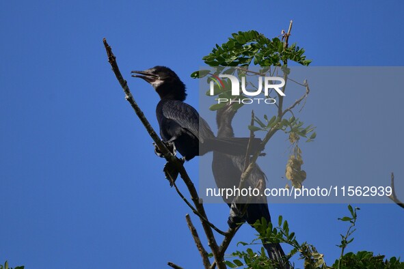 A pair of cormorants perches on a tree branch in Nagaon District, Assam, India, on September 10, 2024. 