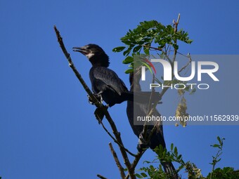 A pair of cormorants perches on a tree branch in Nagaon District, Assam, India, on September 10, 2024. (