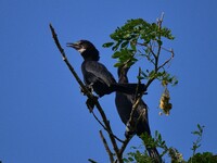 A pair of cormorants perches on a tree branch in Nagaon District, Assam, India, on September 10, 2024. (