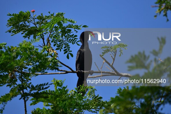 A cormorant perches on a tree branch in Nagaon District, Assam, India, on September 10, 2024. 