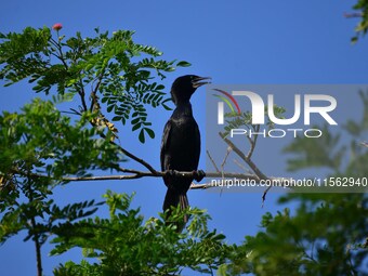 A cormorant perches on a tree branch in Nagaon District, Assam, India, on September 10, 2024. (