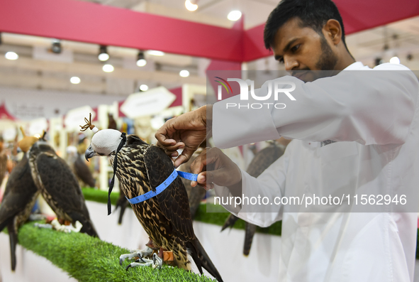 An exhibitor looks at Falcon's measurements during the 8th edition of the Katara International Hunting and Falcons Exhibition 2024 (S'hail)...