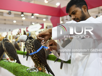 An exhibitor looks at Falcon's measurements during the 8th edition of the Katara International Hunting and Falcons Exhibition 2024 (S'hail)...