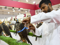 An exhibitor looks at Falcon's measurements during the 8th edition of the Katara International Hunting and Falcons Exhibition 2024 (S'hail)...