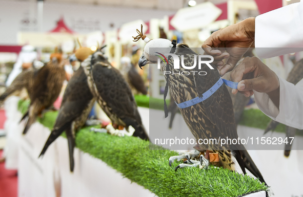 An exhibitor looks at Falcon's measurements during the 8th edition of the Katara International Hunting and Falcons Exhibition 2024 (S'hail)...