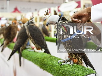 An exhibitor looks at Falcon's measurements during the 8th edition of the Katara International Hunting and Falcons Exhibition 2024 (S'hail)...