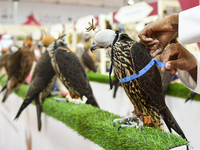 An exhibitor looks at Falcon's measurements during the 8th edition of the Katara International Hunting and Falcons Exhibition 2024 (S'hail)...