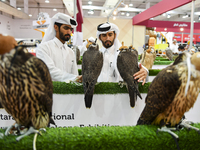 Qatari visitors observe falcons during the 8th edition of the Katara International Hunting and Falcons Exhibition 2024 (S'hail) at Katara Cu...