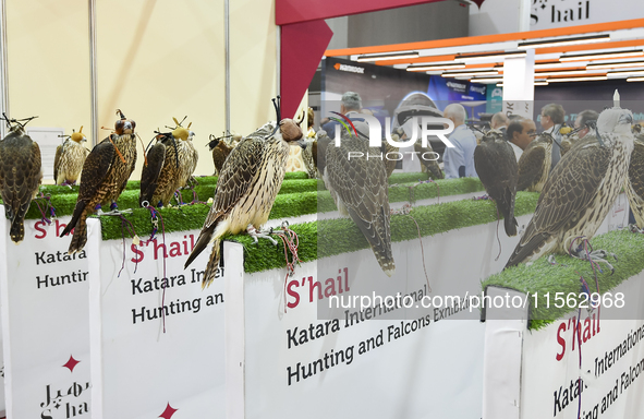 Falcons are on display during the 8th edition of the Katara International Hunting and Falcons Exhibition 2024 (S'hail) at Katara Cultural Vi...